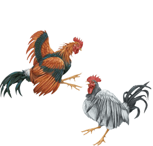 CockFighting 斗鸡 斗鸡
